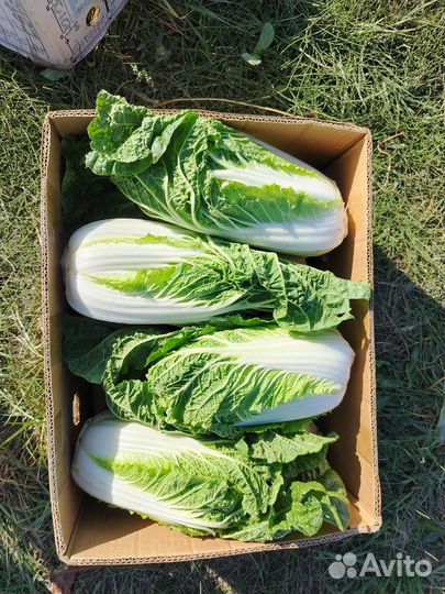 Пекинская капуста