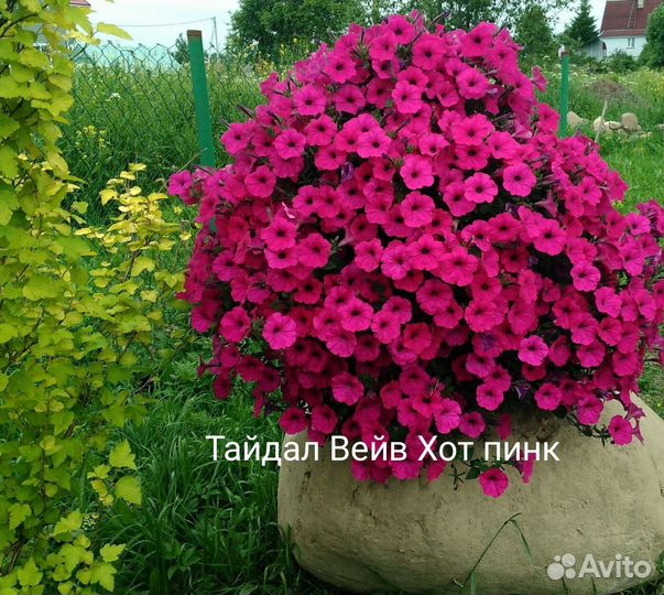 Черенки петунии Тайдал