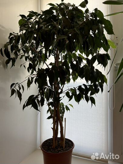 Фикус Бенджамина