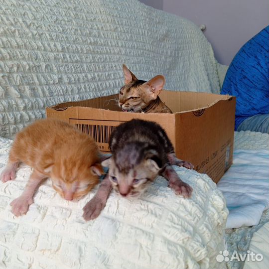 Котята в добрые руки