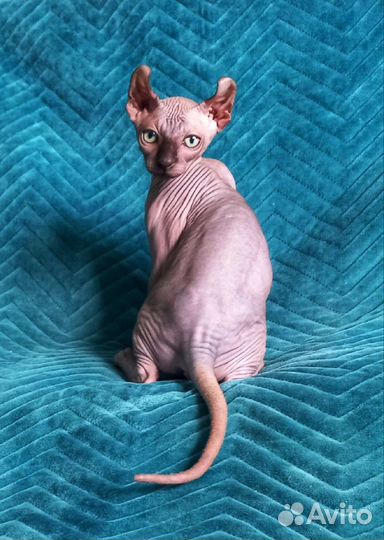 Девочки Эльфики