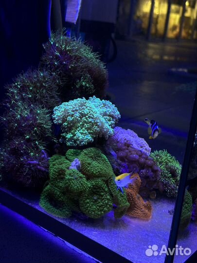 Морской аквариум