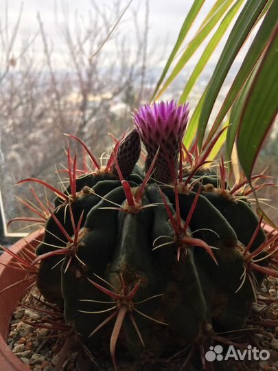 Ферокактус широкоиглый (Ferocactus latispinus)