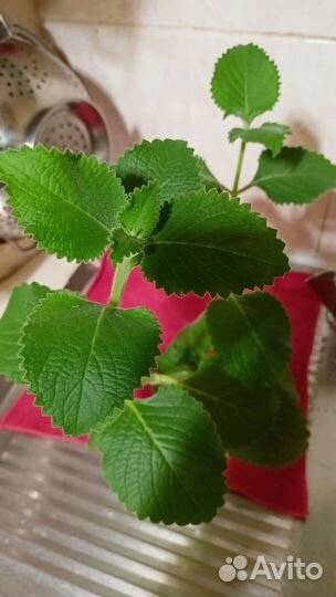 Плектрантус домашняя мята