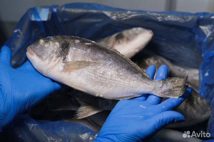 Дорадо свежемороженая 400-600 5 кг
