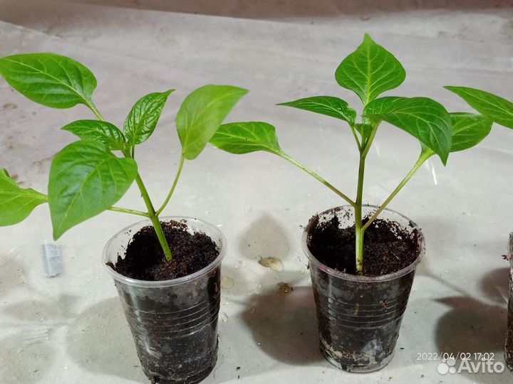 Рассада перец оранж толстостенный откр грунт
