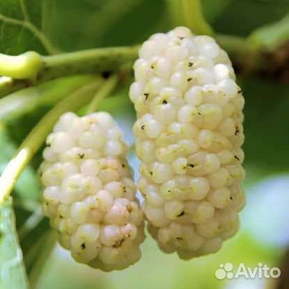 Редкие растения для сада