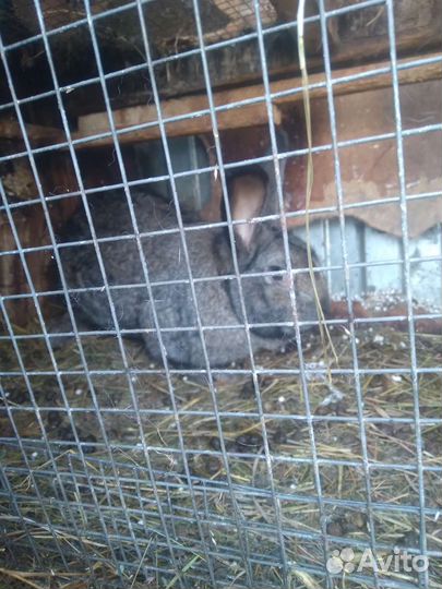 Кролики мясных пород и великаны