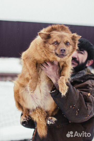 Маленькая собачка бесплатно