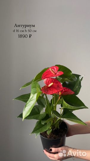 Комнатные цветы
