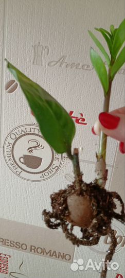 Замиокулькас долларовое дерево