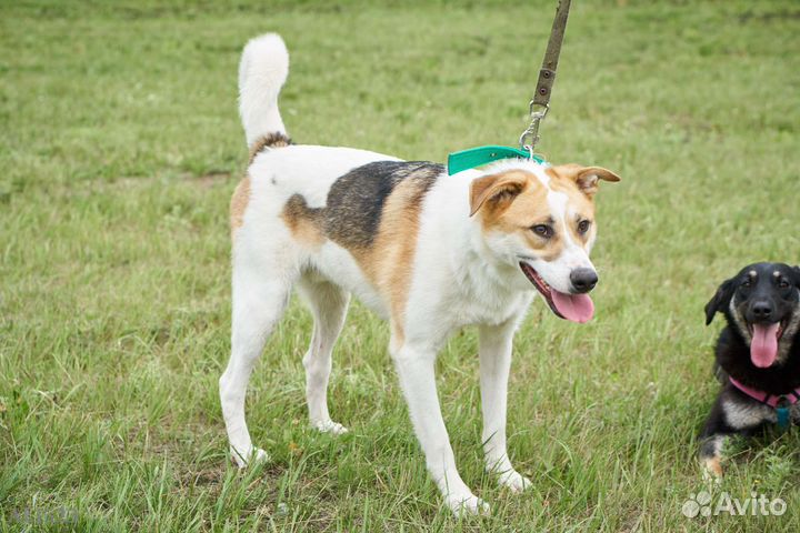 Молодой мальчуган нуждается в домашней любви