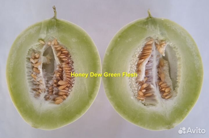 Дыня Медовая роса - 15 семян