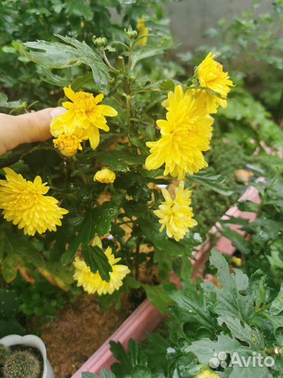 Хризантемы мультифлора