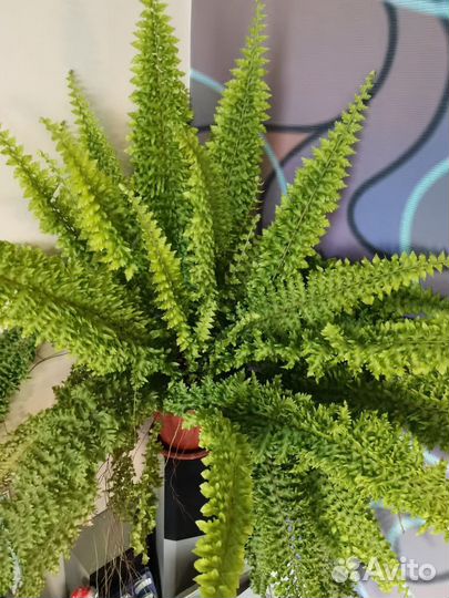 Папоротник