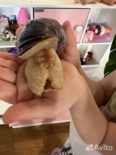 Улитки ахатины бесплатно