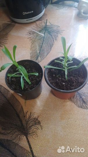 Ампельные растения