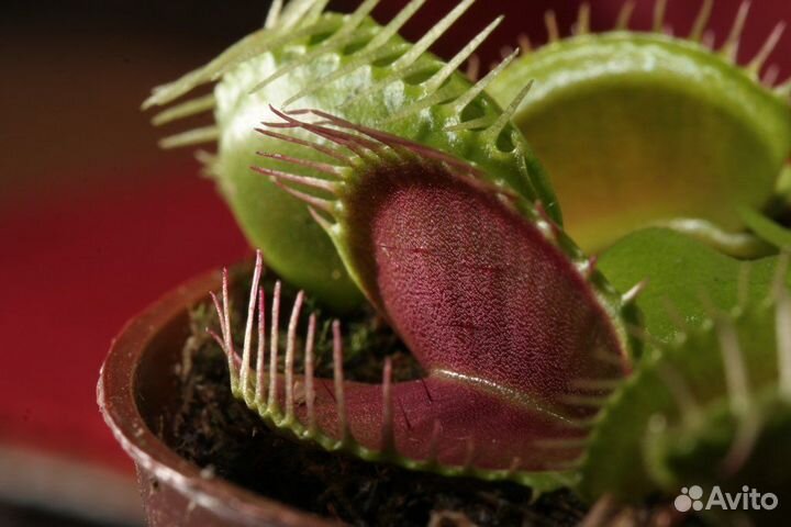 Венерина мухоловка дионея