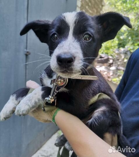 Небольшие щенки в квартиру