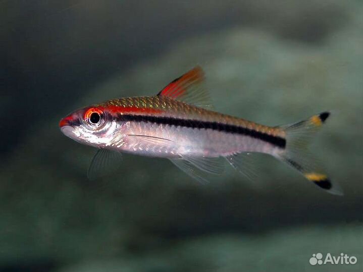 Аквариумные рыбы