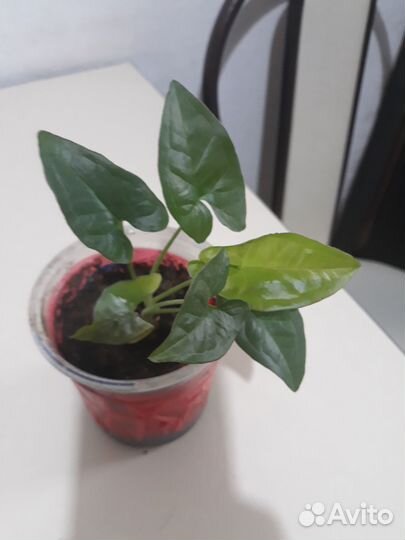 Сингониумы и драцена