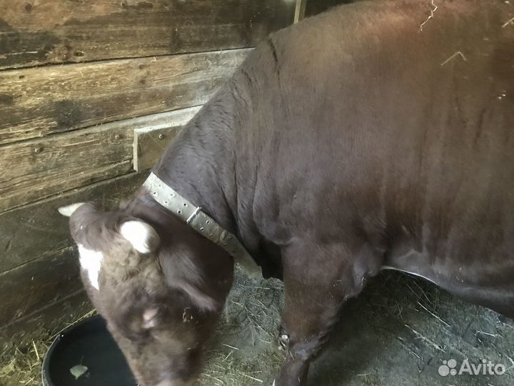Продается бык