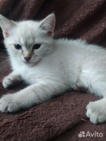 Тайские котята