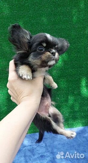 Чихуахуа длинношерстный мальчик