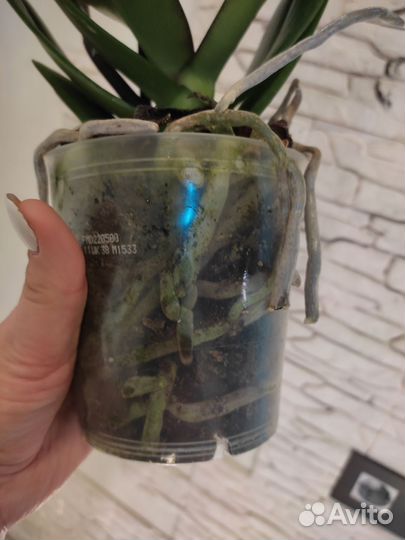 Орхидея фаленопсис