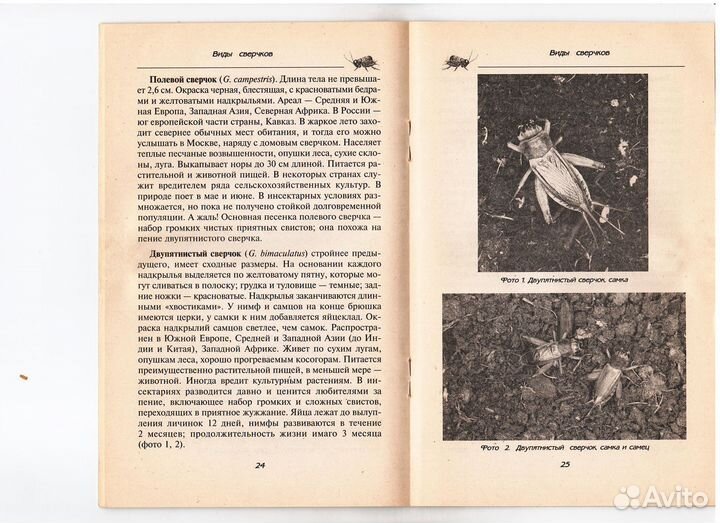 Певчие сверчки Чебыкина