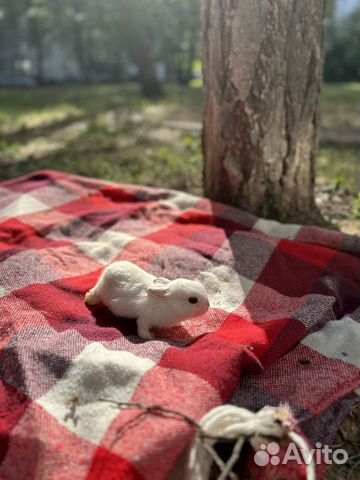 Нидерланский карликовый кролик мини породистый объявление продам