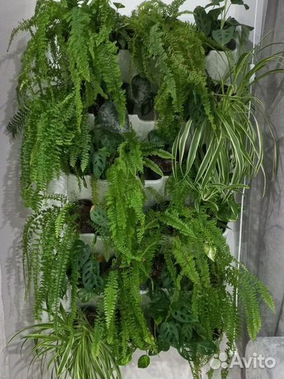 Сингониум Эпипремнум Сциндапсус Нефролепсис