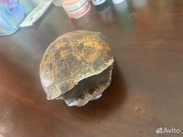 Панцирь черепахи