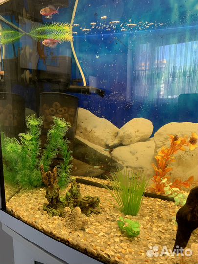 Аквариум с рыбками