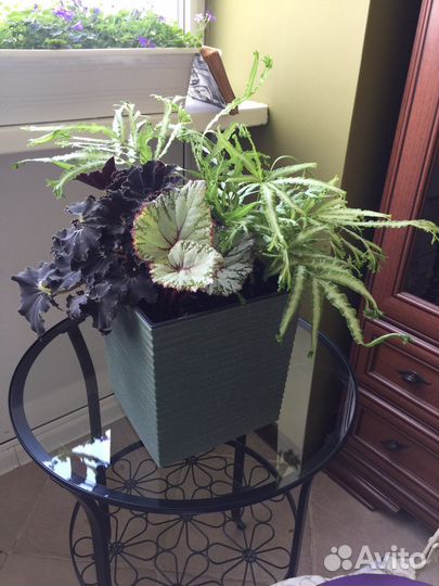 Композиция интерьерная из живых растений