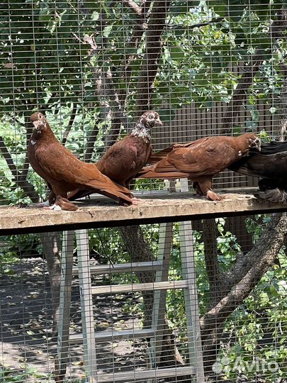 Продажа голубей,благодарненские летные