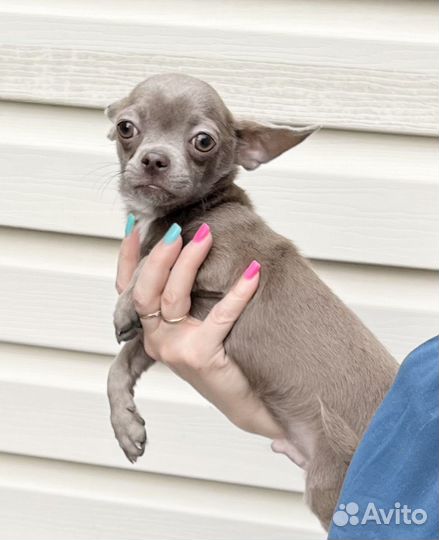 Лиловый мальчик чихуахуа. Для обожания