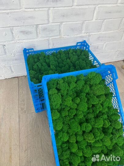 Стабилизированный мох