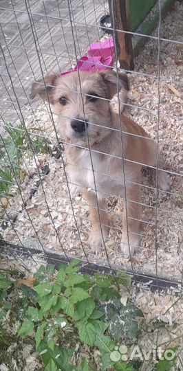 Щенок мальчик