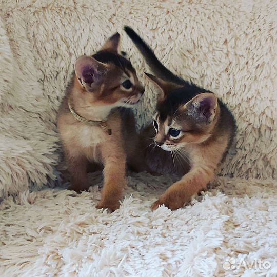 Абиссинская