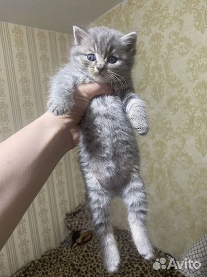 Котенок британка