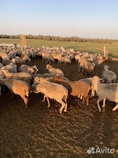 Овцы, ягнята