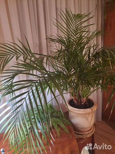 Пальма Хомедорея