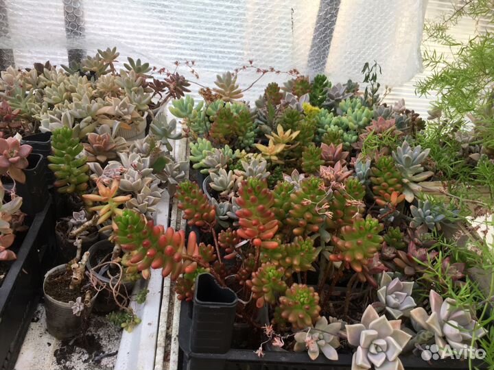 Каменные розы