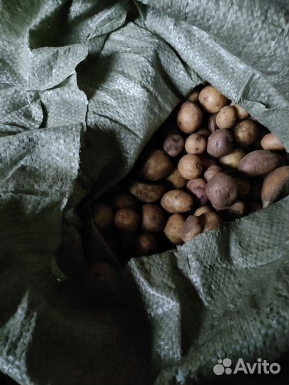 Отдам картофель на корм скоту