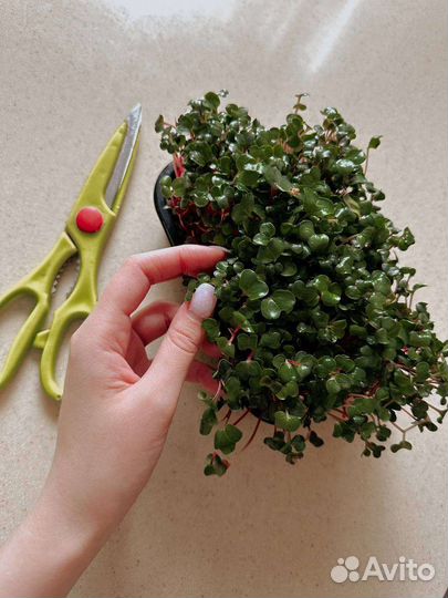 Микрозелень