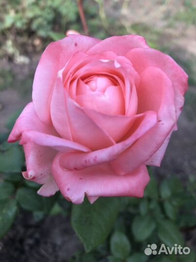 Ромашки и розы для букета