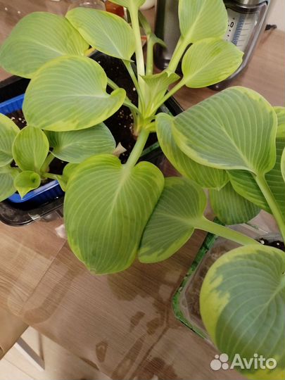 Хоста растение