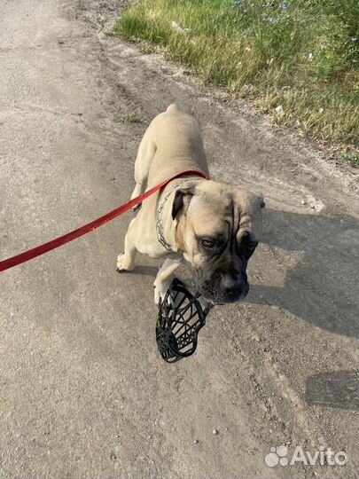 Вязка собак кане корсо