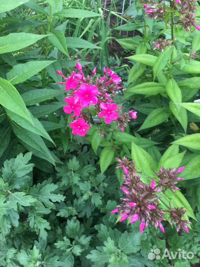 Ромашки флоксы папоротник садовый